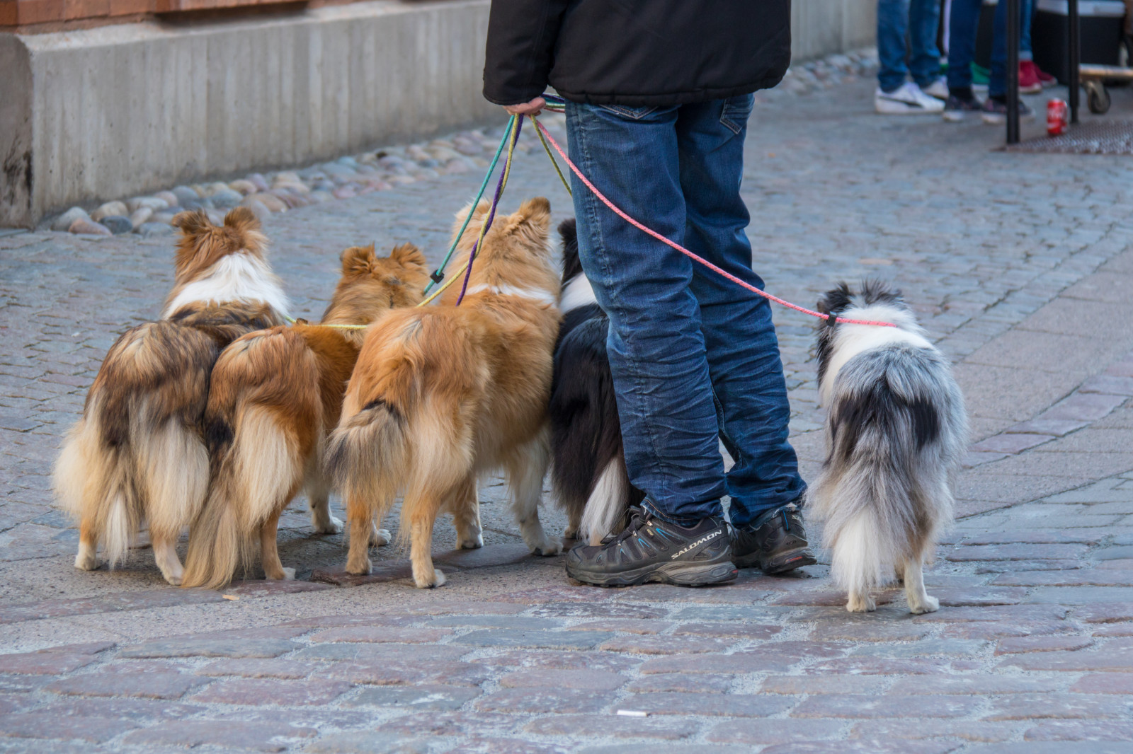 hund, dyr, hund, djur, Ystad, pattedyr, hvirveldyr, hund som pattedyr, hundens race gruppe, gade hund, dyreinternat, hundeluftning, kropsbygning show