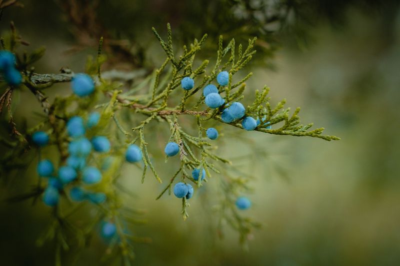 branche,Baies,lumière du soleil,la nature,vert,fleur