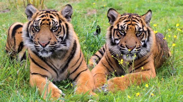 photograph,bengal tiger,Siberian tiger,tiger,vertebrate,felidae