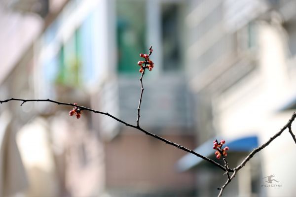 plants,green
