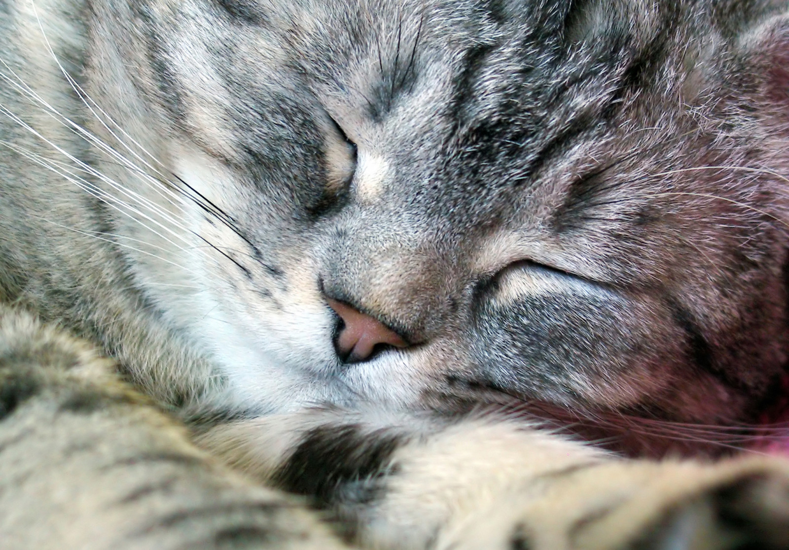 gatto, natura, pelliccia, naso, barba, gatto selvatico, occhio, gattino, fauna, mammifero, organo, avvicinamento, gatto come mammifero, grugno, di piccole e medie dimensioni gatti, tabby cat, gatto a pelo corto domestico, artiglio, shorthair europeo, pixie bob, American Shorthair, 2048x1428 px, dragon li