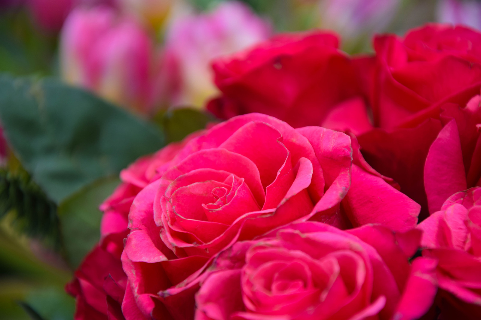 Wallpaper red, cemetery, Sweden, pink, Sverige, flower, outdoor, sk