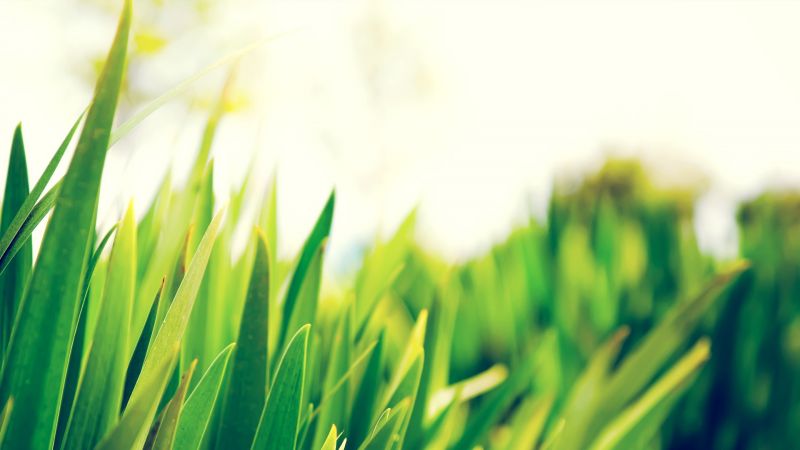 sinar matahari, Daun-daun, alam, rumput, langit, bidang sinar matahari, Daun-daun, alam, rumput, langit, bidang