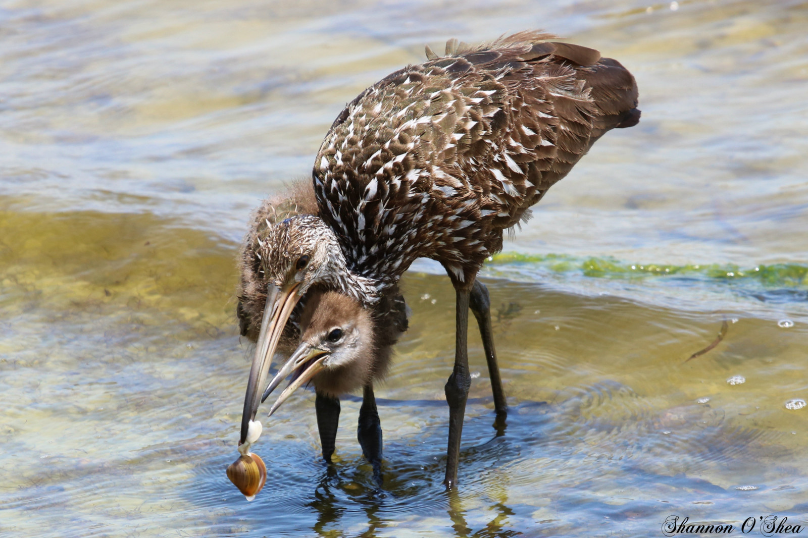 voda, Příroda, Volně žijících živočichů, hlemýžď, zobák, rybolov, Florida, pták, Limpkin, Pírko, fauna, vodní ptáci, shannonroseoshea, vodní pták, shorebird, Jeřáb jako pták, shannonosheawildlifephotography, canoneosrebelt6i, Kissimmee, laketohopekaliga, calidrid, Dítěbird, Motherandbaby, Děkuji, mami