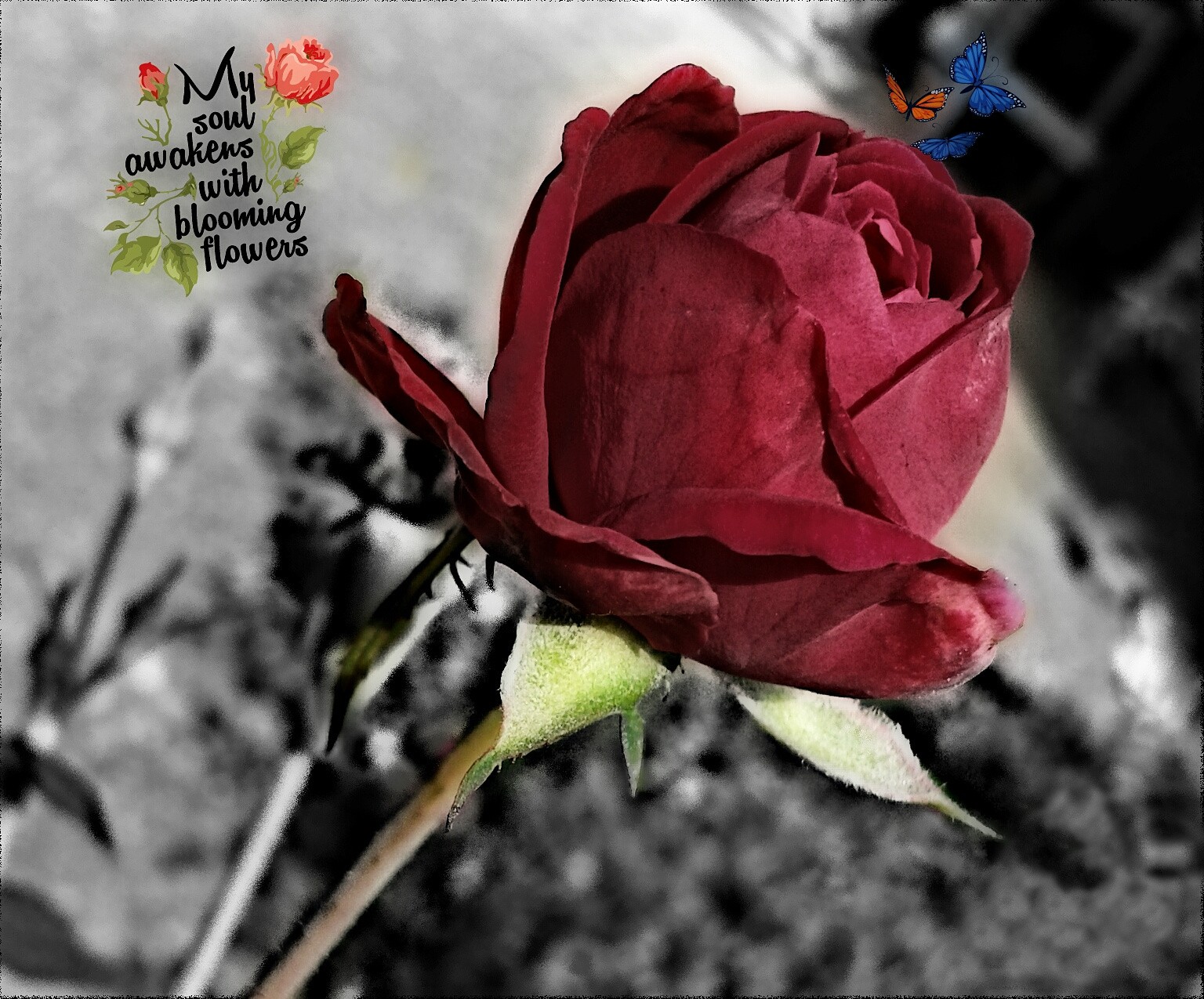 Selective Colour Roses Wallpaper : flowers, red, selective coloring, blossom, leaf, flower ...