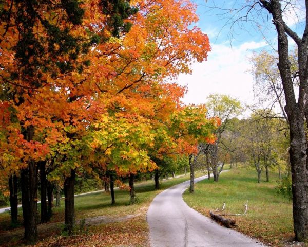 forest,trees,fall,park,tree,autumn