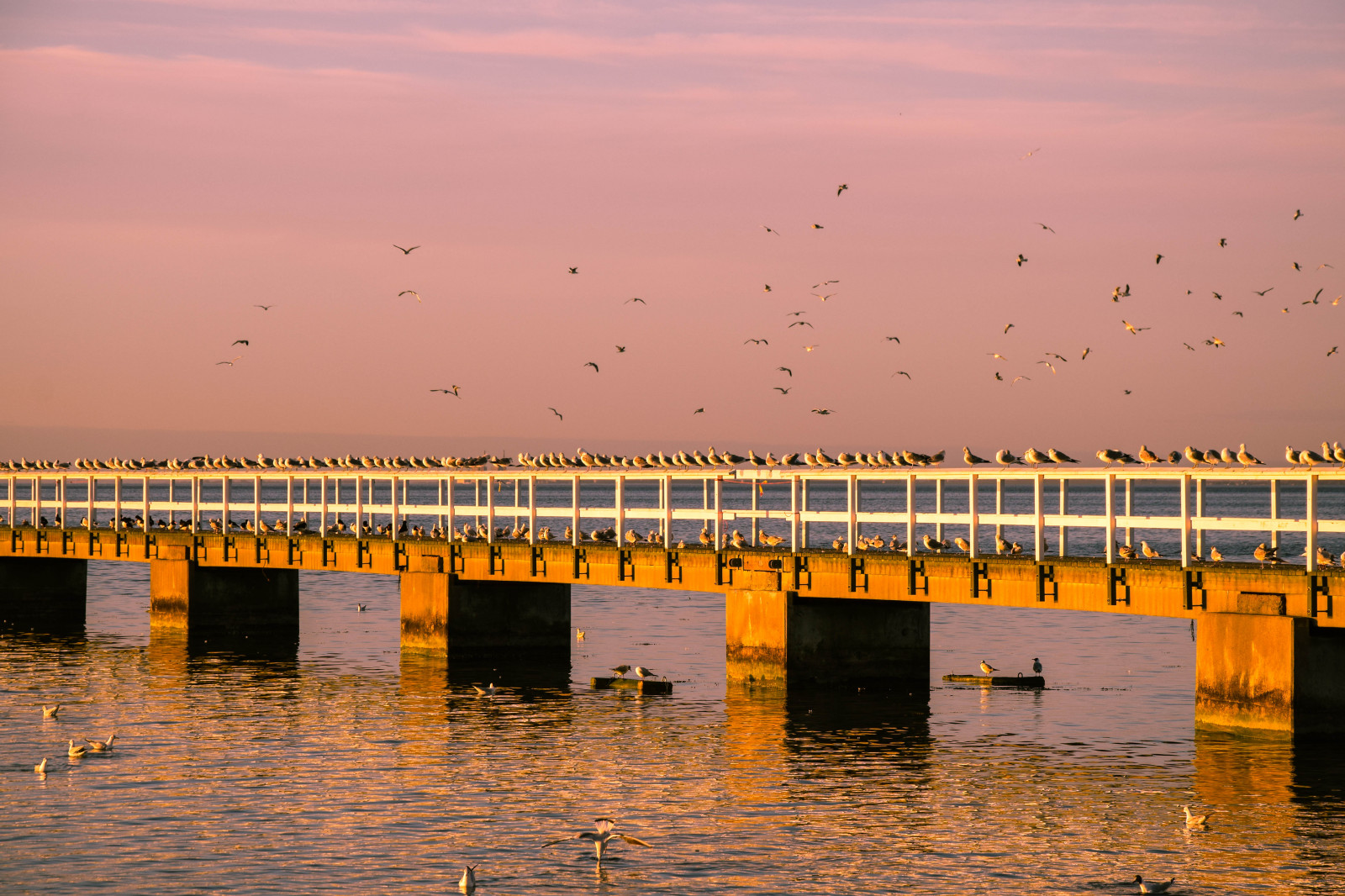 luce del sole, uccelli, tramonto, mare, città, acqua, natura, riflessione, cielo, Alba, sera, mattina, costa, ponte, fiume, gabbiani, orizzonte, molo, Svezia, bacino, crepuscolo, Sverige, leggero, alba, all'aperto, oceano, onda, sk nel n, SE, Ribersborg, resund, solljus, vatten, ljus, Malmo, f Glar, canale, struttura nonbuilding