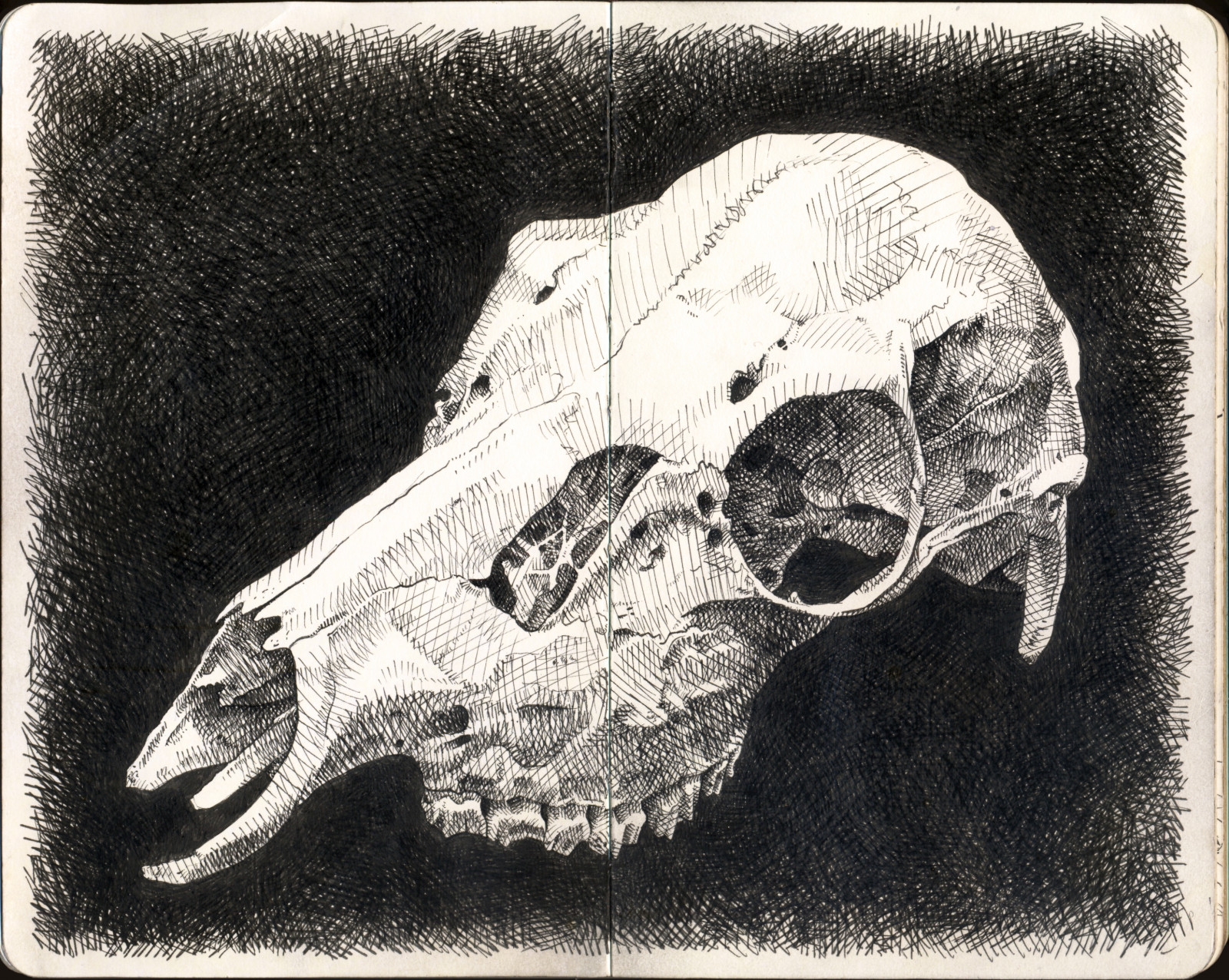 výkres, Jelen, zvěř, černobílý, lebka, kostra, Pero, inkoust, skica, Černý a bílý, monochromatické fotografování, kost, čelist, náčrtník, jikry, Moleskine, Fineliner