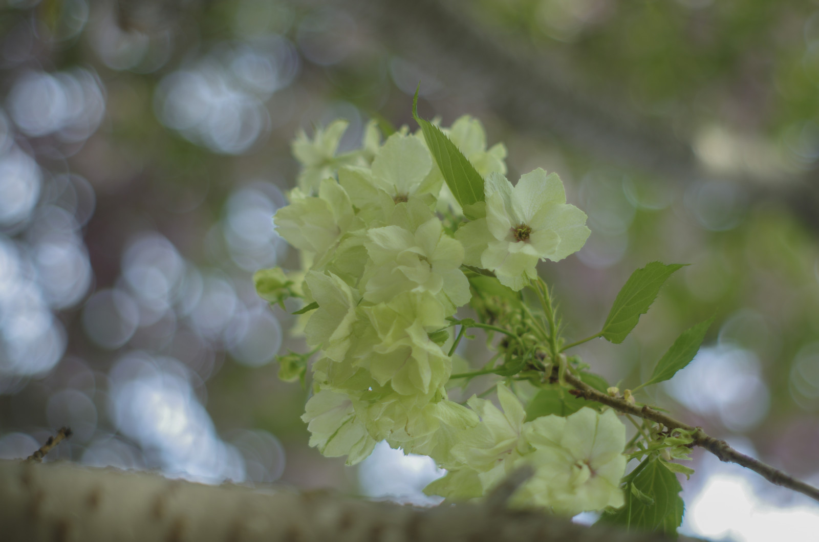 ดอกซากุระ, ฤดูใบไม้ผลิ, spring flower