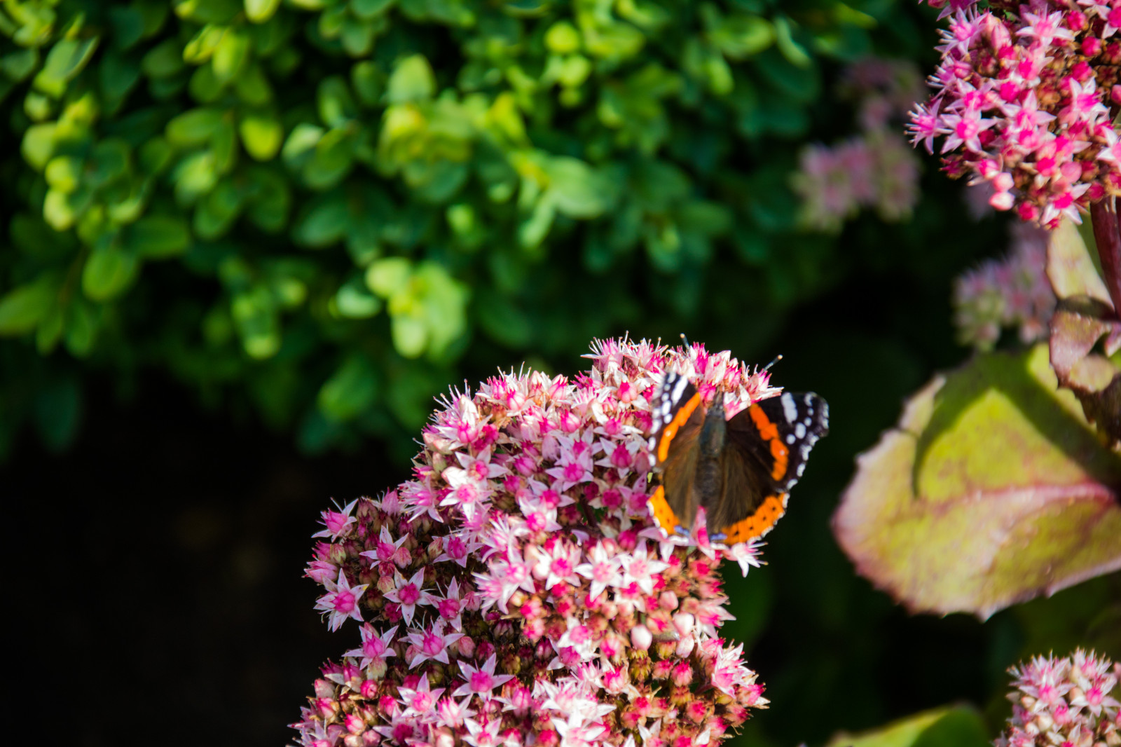 zahrada, Příroda, motýl, hmyz, zelená, květ, Včela, list, květ, rostlina, flóra, Blomma, Malmo, fj ril, exif modelu canoneos760d, geocountry, Kamera aby kánon, geocity, Model fotoaparátu canoneos760d, geostate, geolocation, EXIF čočka efs18200mmf3556is, EXIF otvor 56, exif focallength 200mm, exif aby kánon, exif isospeed 160, katrinetorp, insekt, okvětní lístek, fauna, divoká rostlina, botanika, keř, makro fotografie, bezobratlý, nektar, opylovači, můry a motýli