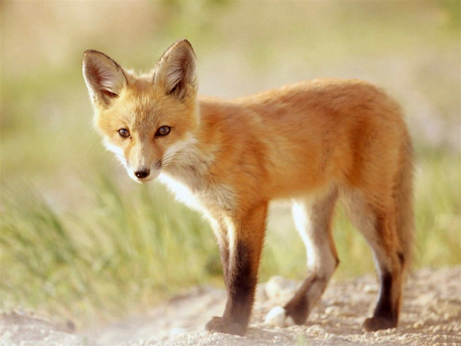1920x1440 px, animaux, Renards, en plein air