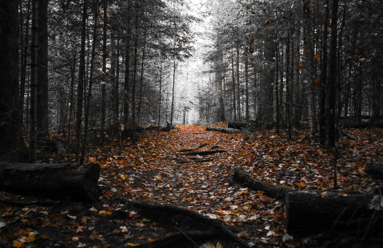 slunečnímu záření, krajina, les, podzim, listy, Příroda, větev, žlutý, ráno, Kánon, oranžový, atmosféra, Spojené státy americké, cesta, strom, podzim, den, list, newyork, les, selectivecolor, tma, canon6d, Spojené státy, canoneos6d, zálesí, háj, počítač tapeta, mírné jehličnatý les, biome, kufr, prales, opadavý, selectivecoloring, národní park, Lake Placid, highpeaks, tamron2875mmf28, mountvanhoevenberg, tamron2875mmf28xrdildasphericalifa09, spruce fir forest