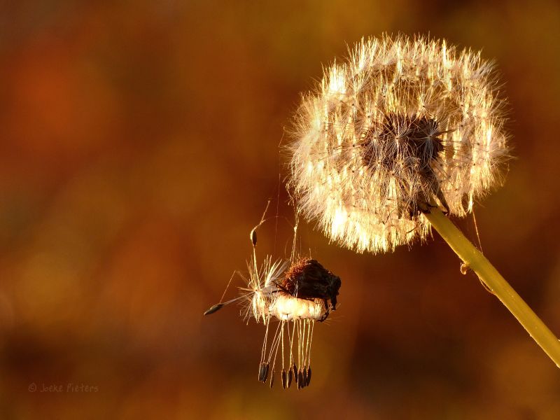autumn,fall,bokeh,herfst,dandelion,cobweb