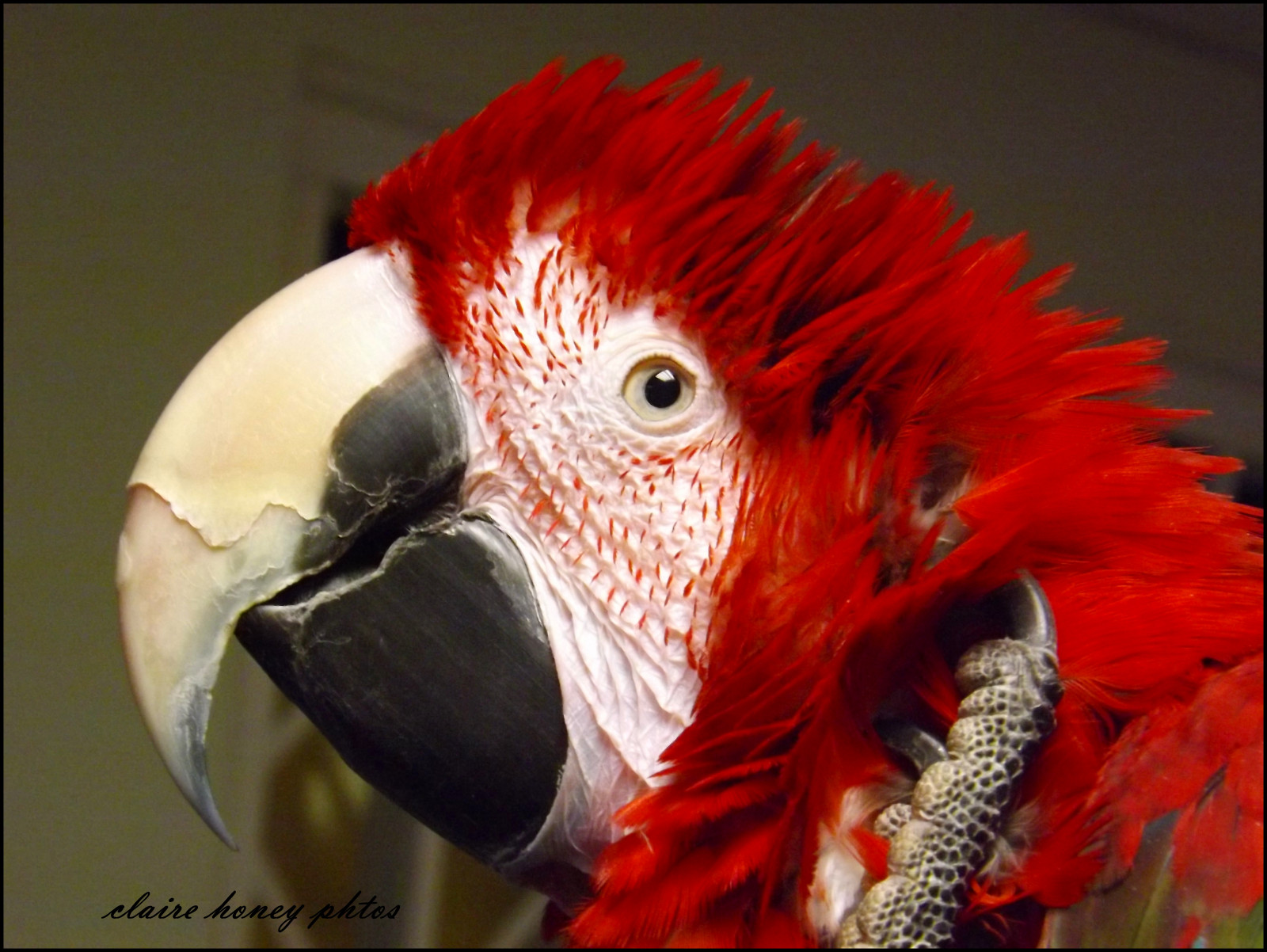 rosso, ritratto, uccello, animale, pappagallo