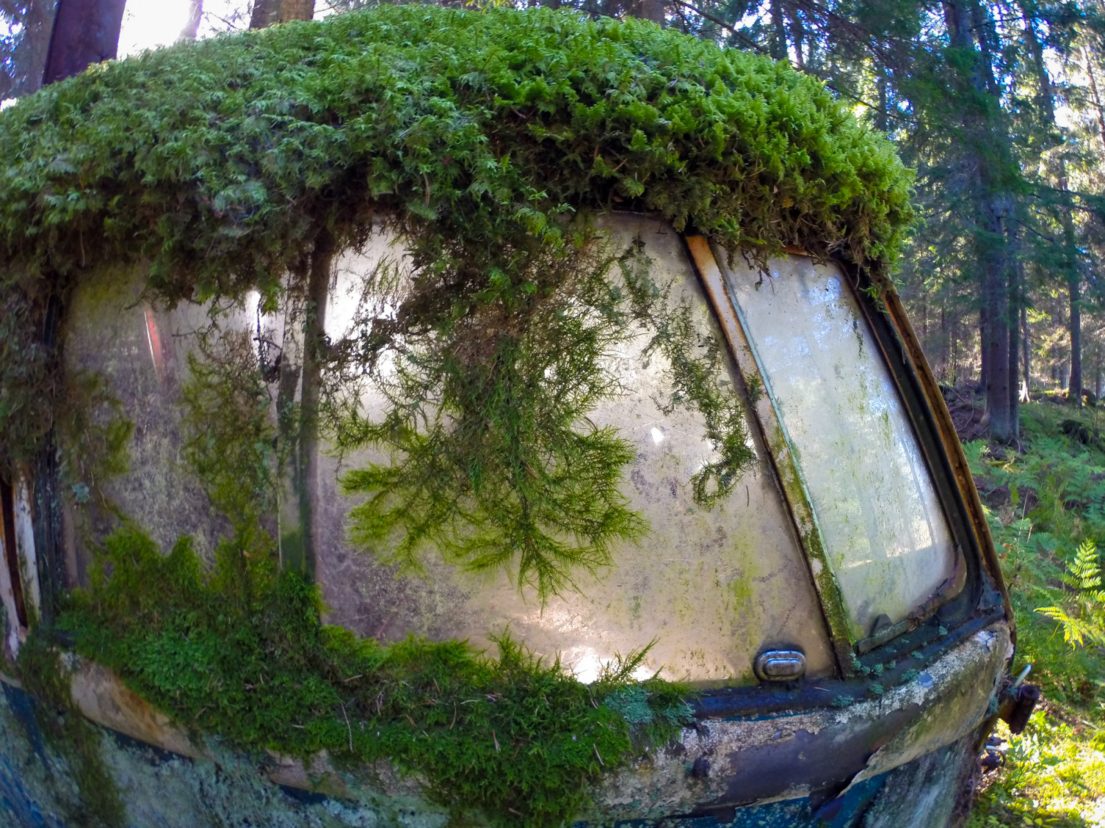 zelená, rostlina, strom, vegetace, biome, tráva, non vaskulární suchozemská rostlina, odraz, les, mech, prales, zálesí, větev, džungle