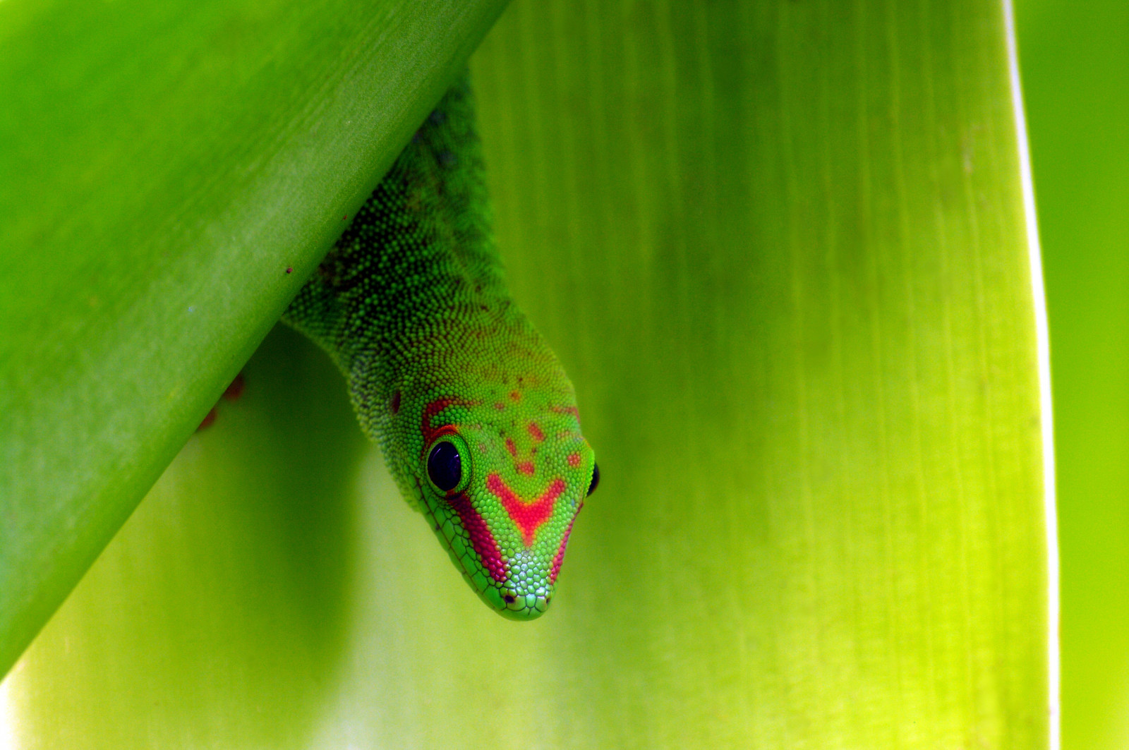 zelená, plaz, zblízka, makro fotografie, organismus, zmenšen plazů, ještěrka, ještěrka
