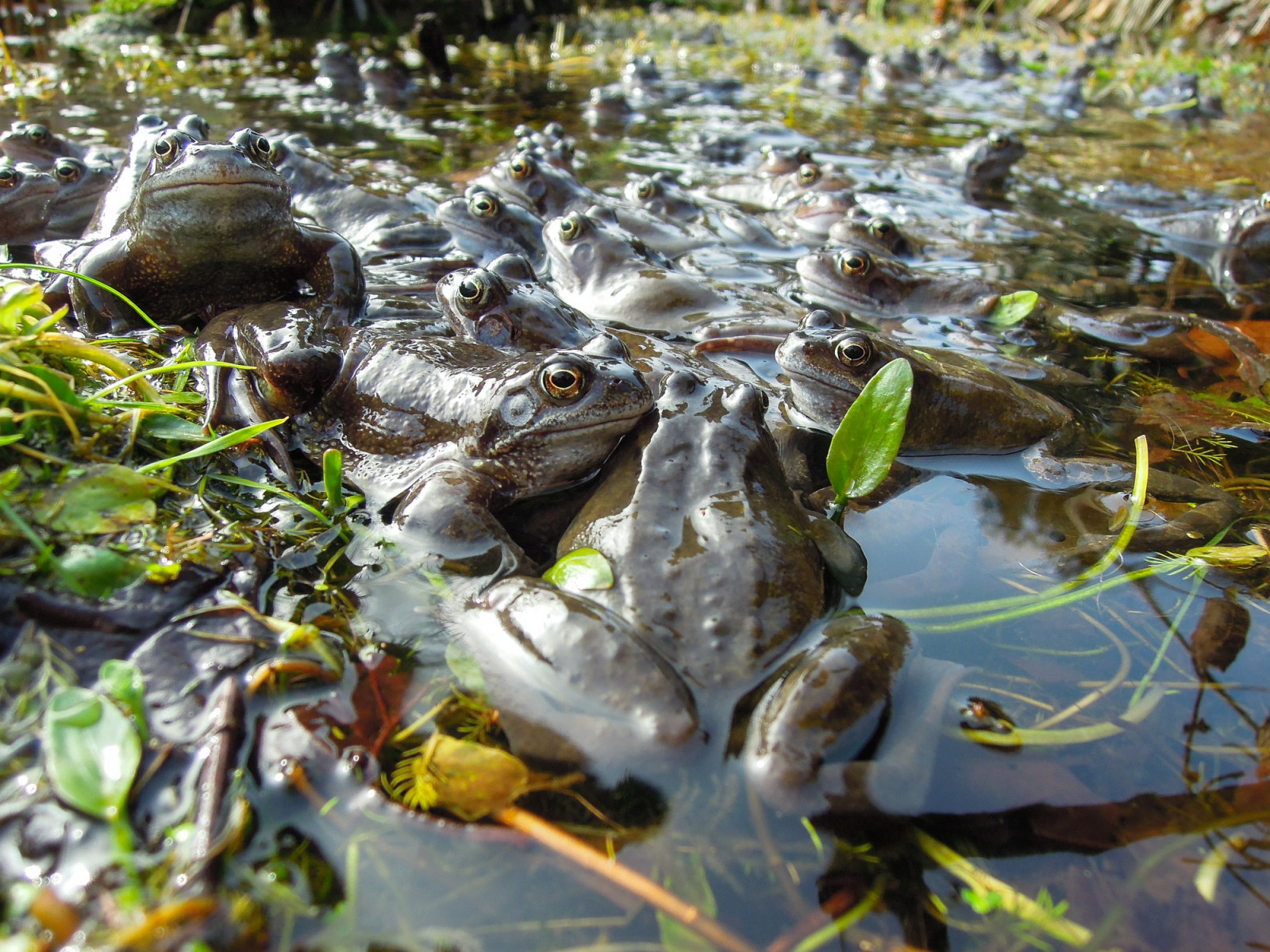 Spojené království, voda, jaro, oči, Nikon, lesklý, mnoho, Volně žijících živočichů, čísla, žáby, násobek, britský, poklad, obojživelníci, stafordšírský, 2016, Ranatemporaria, Četné, gardenpond, Ranidae, Enmasse, Helenholt, P300, Europeancommonfrog