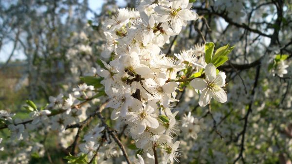 food, branch, fruit, cherry blossom, blossom, leaves