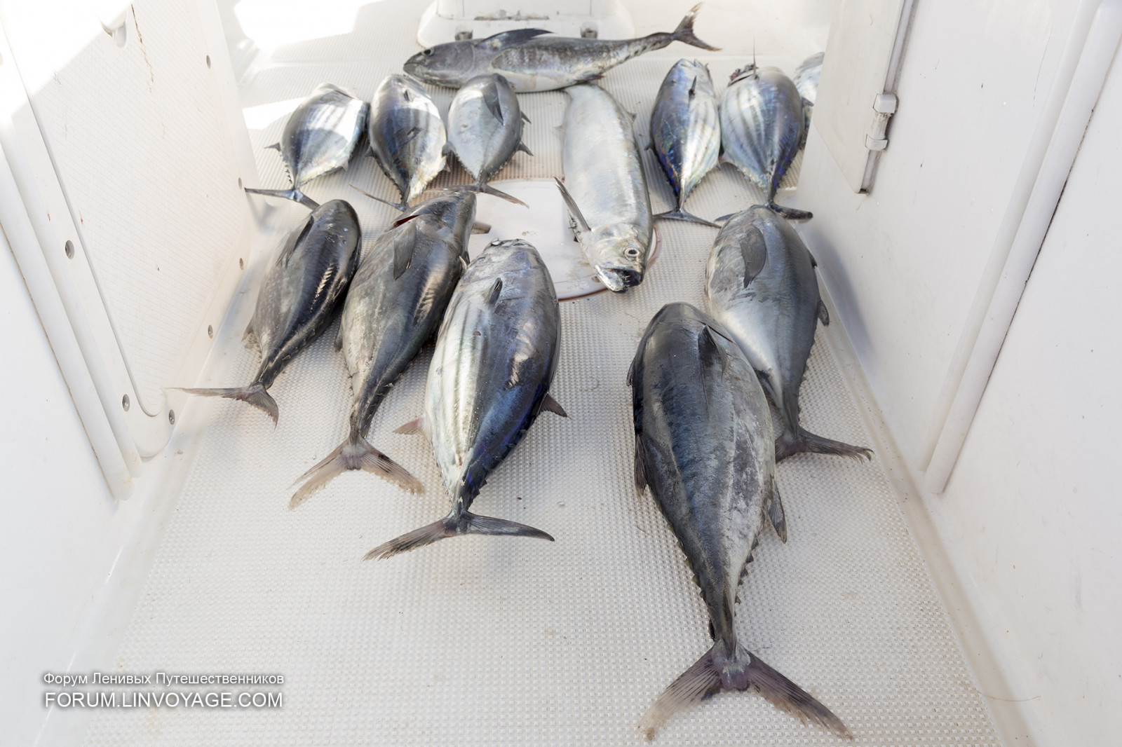 muži, lidé, loď, jídlo, západ slunce, moře, Příroda, vozidlo, Ryba, ovoce, slunce, indický, jachta, Thajsko, koh, rybolov, zrnko vína, katamarán, tuňák, ananas, chlapec, venkovní, dívka, sardinka, oceán, muž, žena, phuket, andaman, Racha, yai, noi, sleď, mango, obratlovců, bonito, makrela, píce ryb, tučné ryby, milkfish