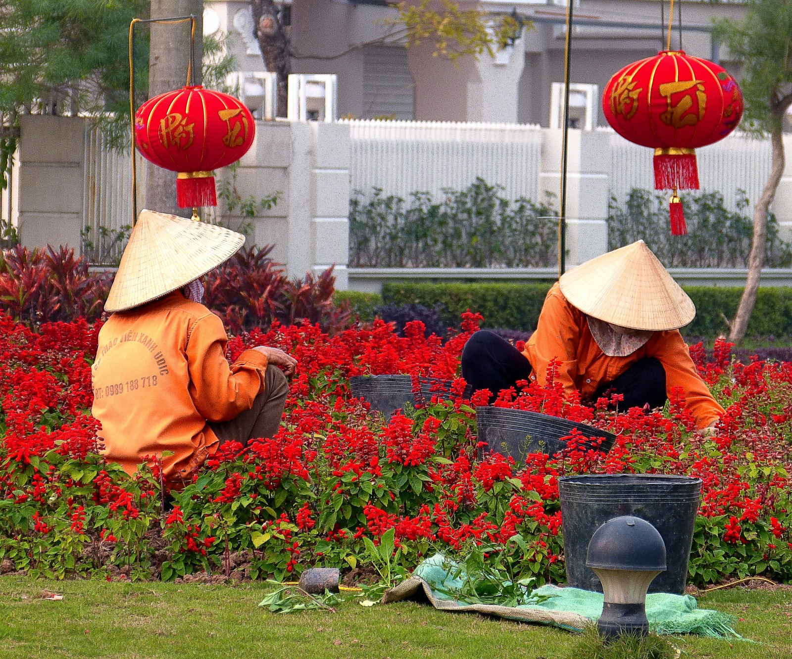 život, ulice, květiny, Červené, oranžový, lumix, Kbelík, pracovníci, ženy, upřímný, klobouky, Vietnam, Hanoi, podřepu, Ciputra