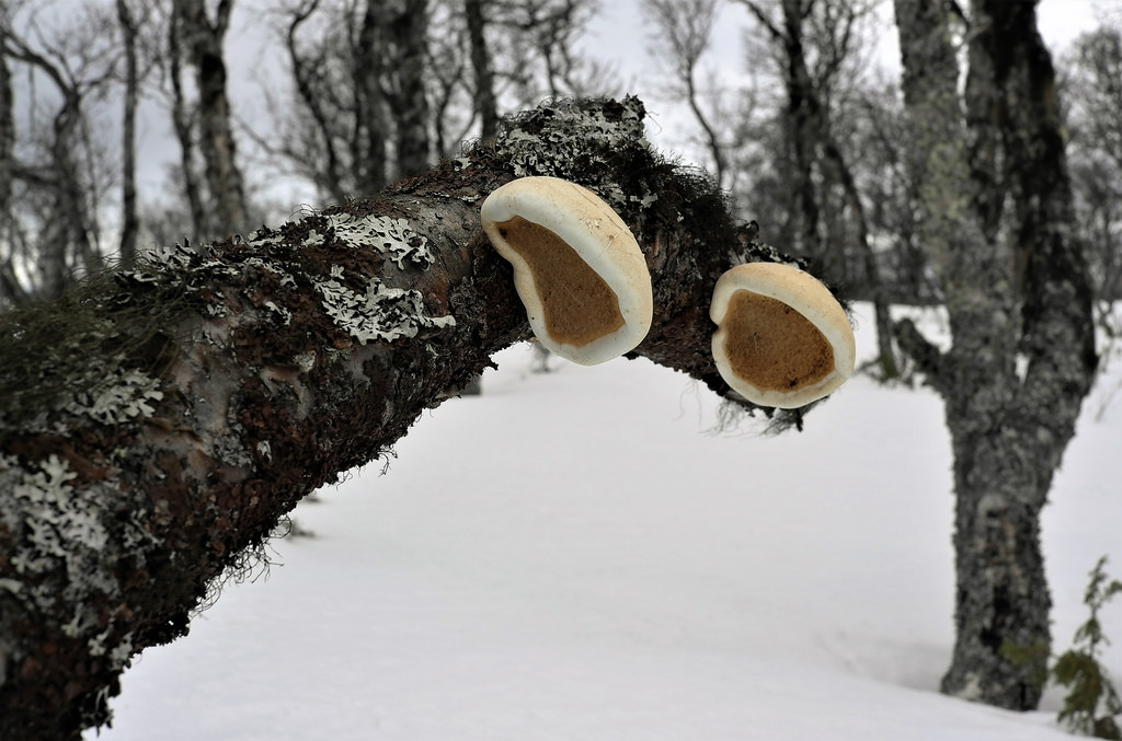 sne, vinter, afdeling, bokeh, Fryser, svamp, Hedmark, træ, vejr, sæson, leicax1, sn, vinter, natur, LAV, norge, vedplante, SOPP, Kvikne