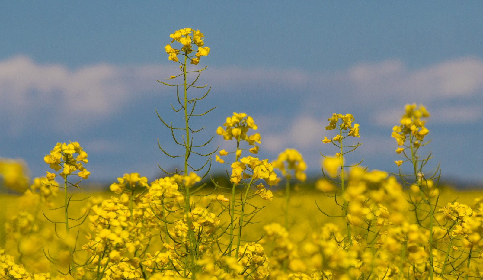 Příroda, nebe, pole, mraky, žlutý, modrý, květy, bokeh, jaro, řepkového, květ, rostlina, flóra, nebe, znásilnění, nárazy, řepka, louka, mraky, blau, gelb, divoká rostlina, prérie, Feld, oříznutí, kvetoucí rostlina, Grose, brassica, velikost, hořčice, hořčice závod, brassica rapa, hořčice a zelí rodina, výška, polokeř, ekoregion, Hohe, Rapsbl deset, brassicales