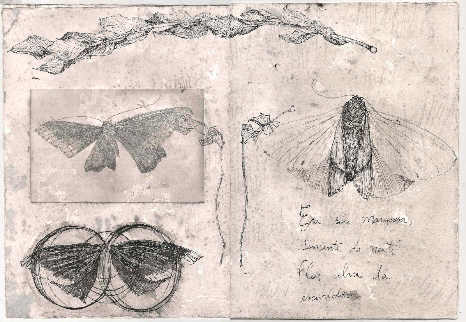 výkres, ilustrace, vzor, UMĚNÍ, umělec, křídlo, kreslit, skica, tisk, Livro, rytina, gravura, printmaker, calcogravura