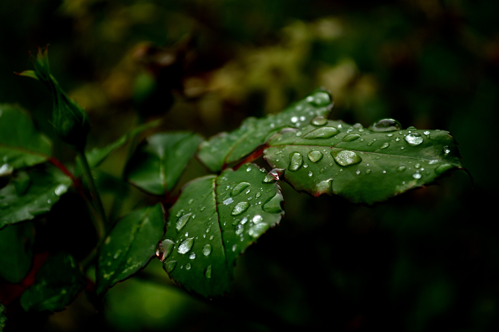 Wallpaper autumn, fall, nature, leaves, leaf, nikond3200