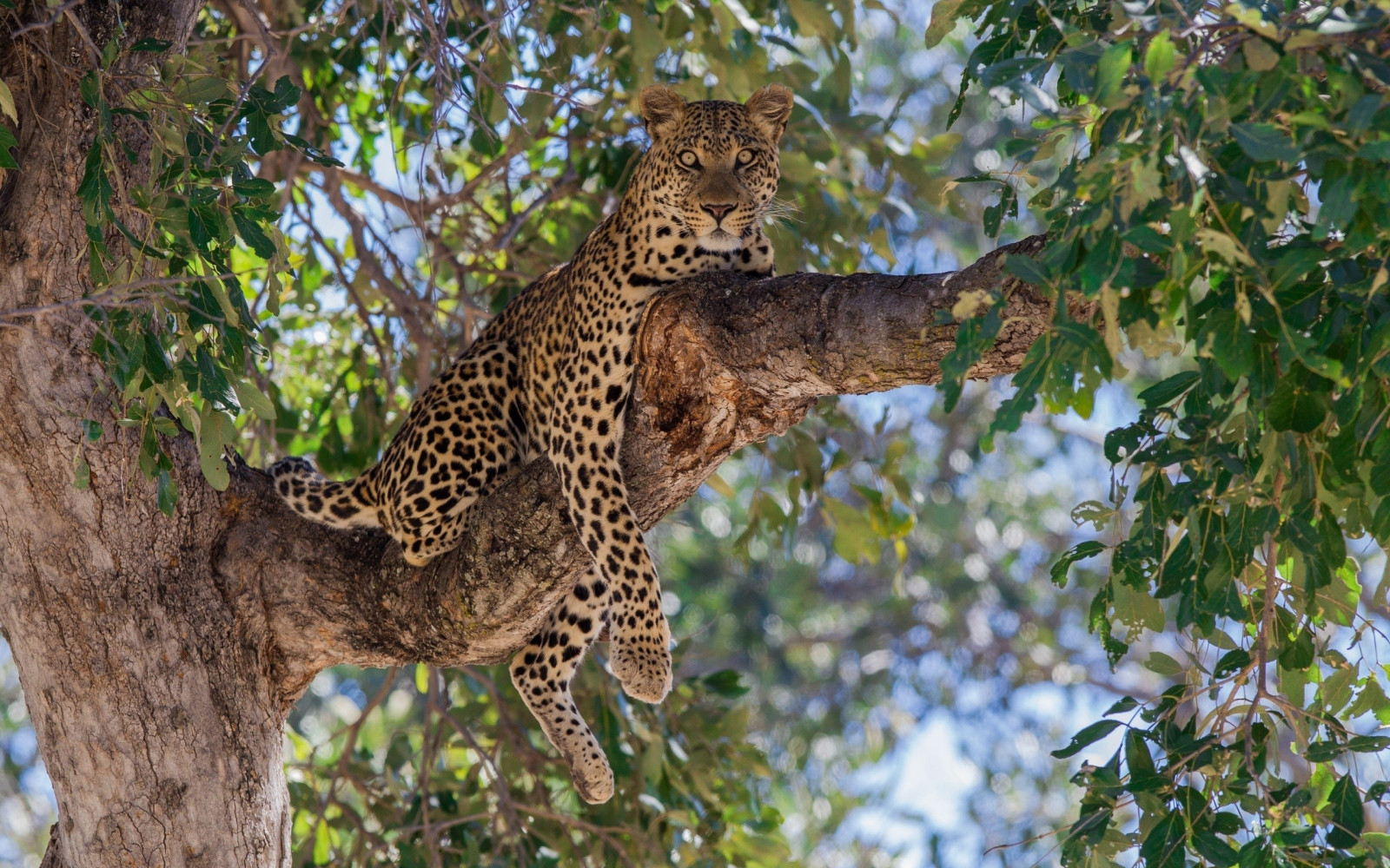 stromy, zvěř, Příroda, větev, Volně žijících živočichů, velké kočky, bokeh, džungle, leopard, Jaguár, leopard zvíře, Safari, fauna, savec, obratlovců, kočka jako savci