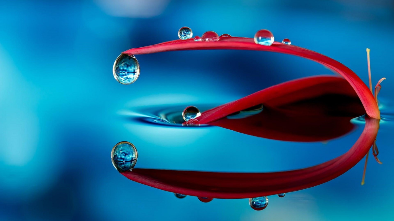 1920x1080 px, modrý, Květinové plátky, odraz, kapky vody