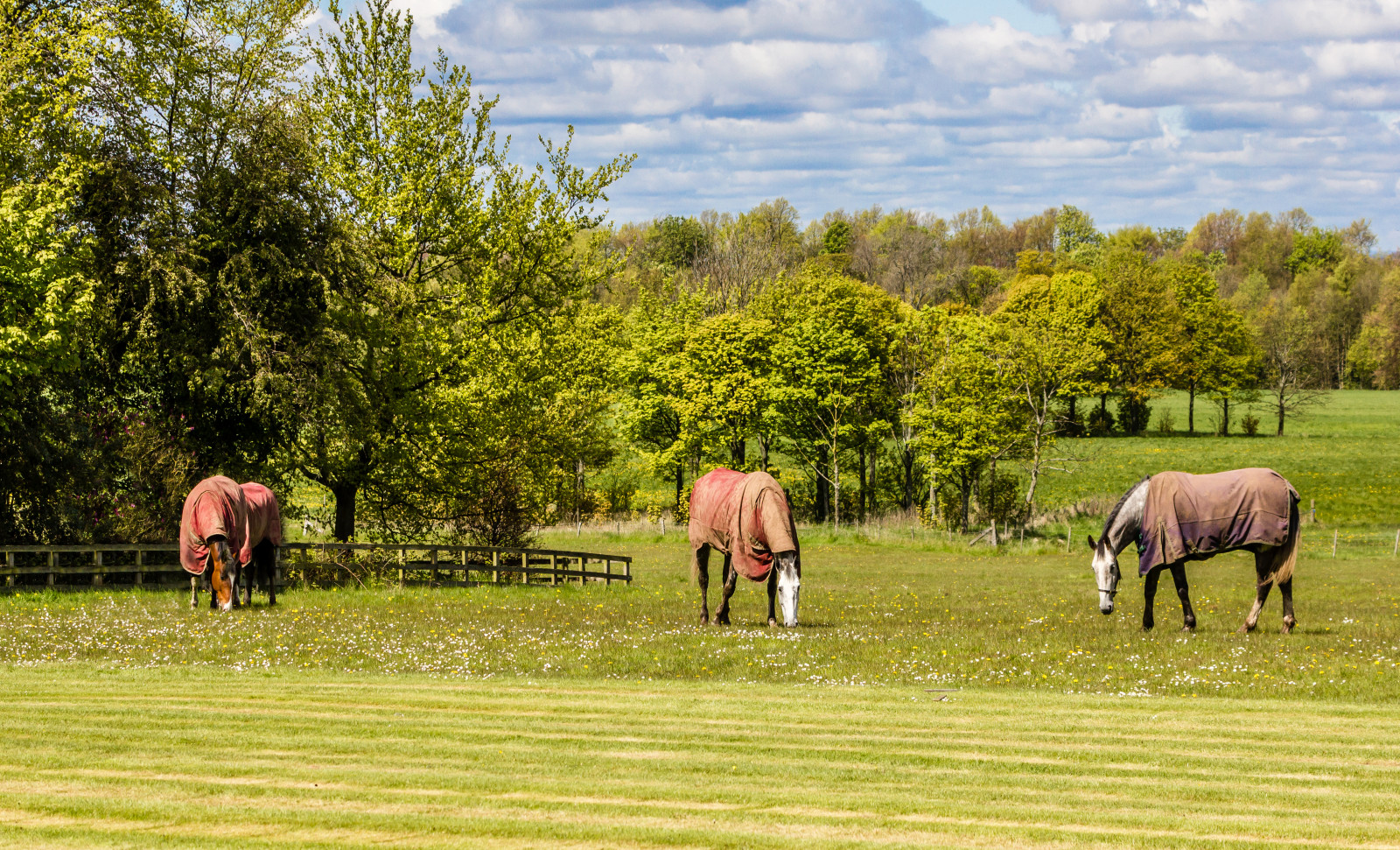 Canon, eos, 550d, ef70300mm, f456l, คือ, usm, ม้า, ภาคเหนือ, Yorkshire, ormesby, ห้องโถง, ตำรวจ, มิดเดิ้ลสโบรช์