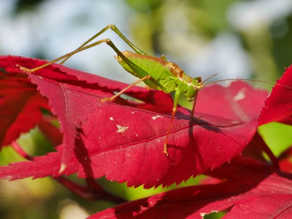 grasshopper,maple,leaf