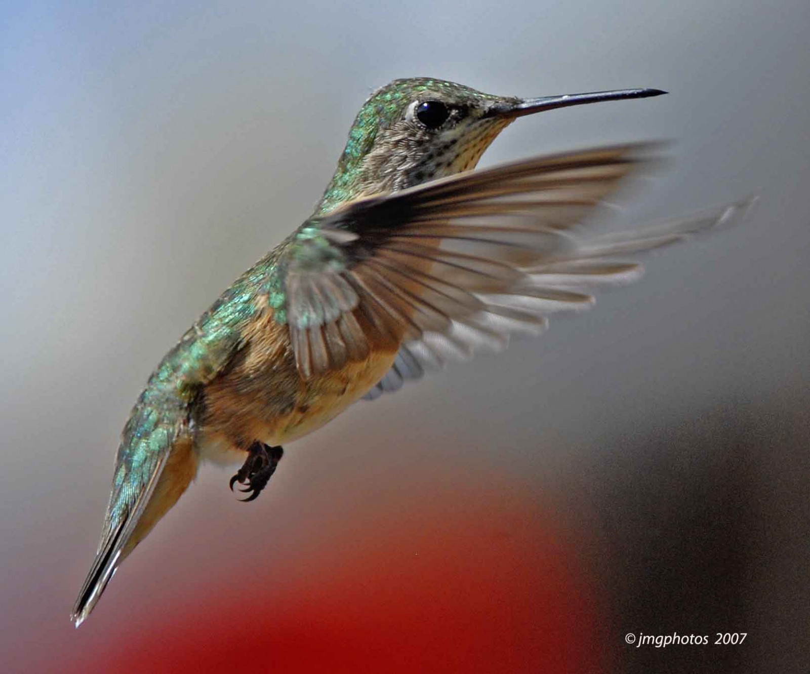 ptactvo, křídla, kolibříci, zobák, pták, inflight, kolibřík, křídlo, naturesfinest, fauna, onlythebestare, obratlovců, zblízka, makro fotografie, opylovači, hummers