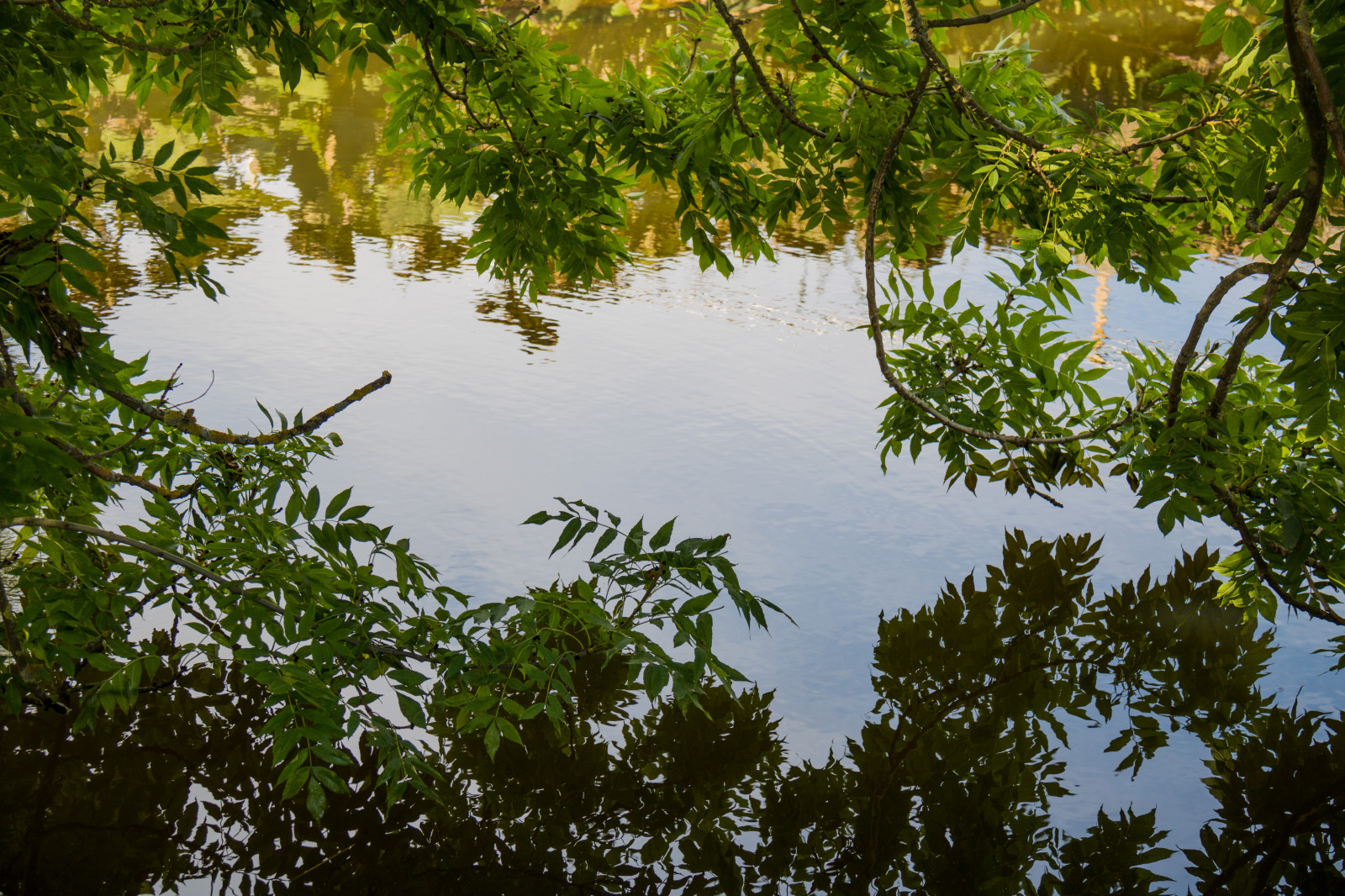 slunečnímu záření, les, voda, Příroda, odraz, větev, řeka, Volně žijících živočichů, rybník, džungle, proud, bažina, deštný prales, mokřadní, strom, podzim, list, květ, rostlina, odrazy, sterlen, vegetace, exif modelu canoneos760d, geocountry, Kamera aby kánon, geocity, Model fotoaparátu canoneos760d, geostate, geolocation, EXIF čočka efs18200mmf3556is, exif aby kánon, EXIF isospeed 100, exif focallength 50mm, EXIF otvor 50, Simrishamn, reflektioner, tobisvik, bayou, zálesí, místo výskytu, přírodní prostředí, botanika, dřevina, ekosystém