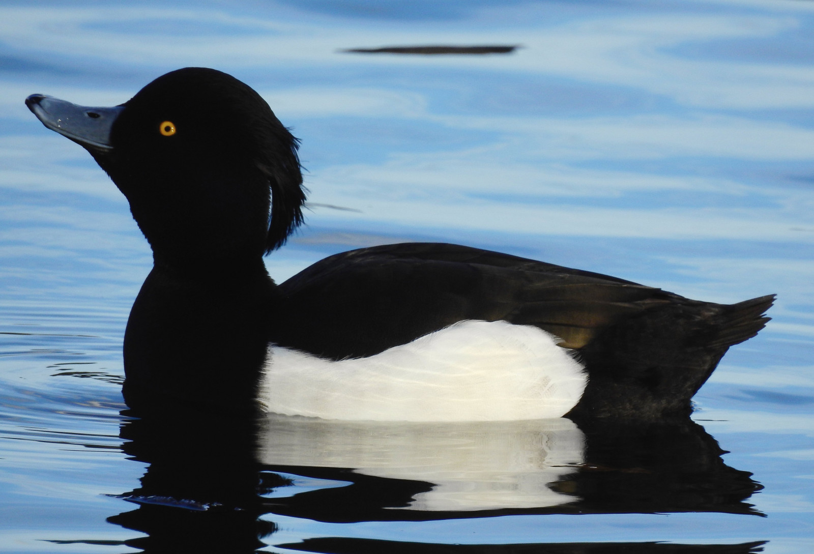 kachna, tuftedduck, Volně žijících živočichů, britishwildlife, detailní