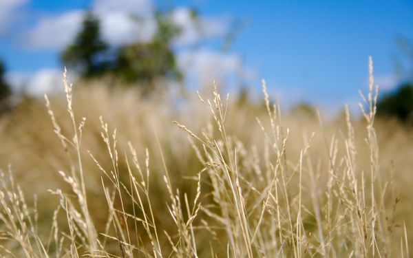 sunlight,food,nature,grass,sky,plants
