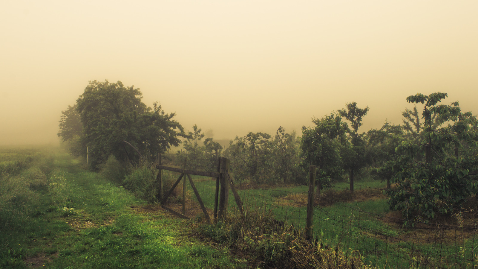 slunečnímu záření, stromy, krajina, les, kopec, Příroda, tráva, pole, svítání, ráno, mlha, horizont, strom, mlha, Landschaft, svítání, lučina, rostlina, de, natur, les, deutschland, zemědělství, louka, Wald, baum, b UME, nordrheinwestfalen, Nebel, prérie, Forst, venkov, místo výskytu, přírodní prostředí, atmosférický jev, dřevina, savana, Rheinbach