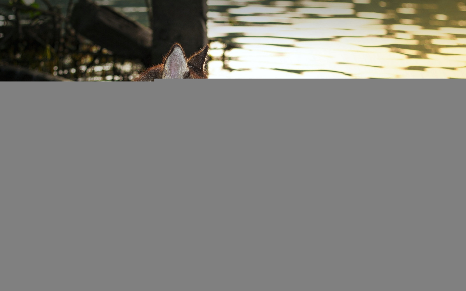 Pes, Huskies, voda, tlapky