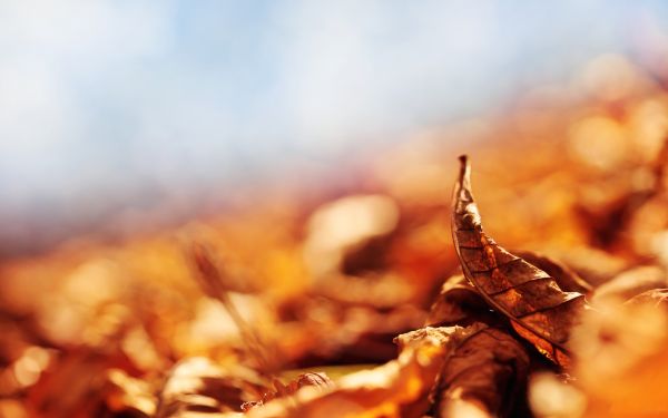 sunlight, fall, leaves, depth of field, temple, food