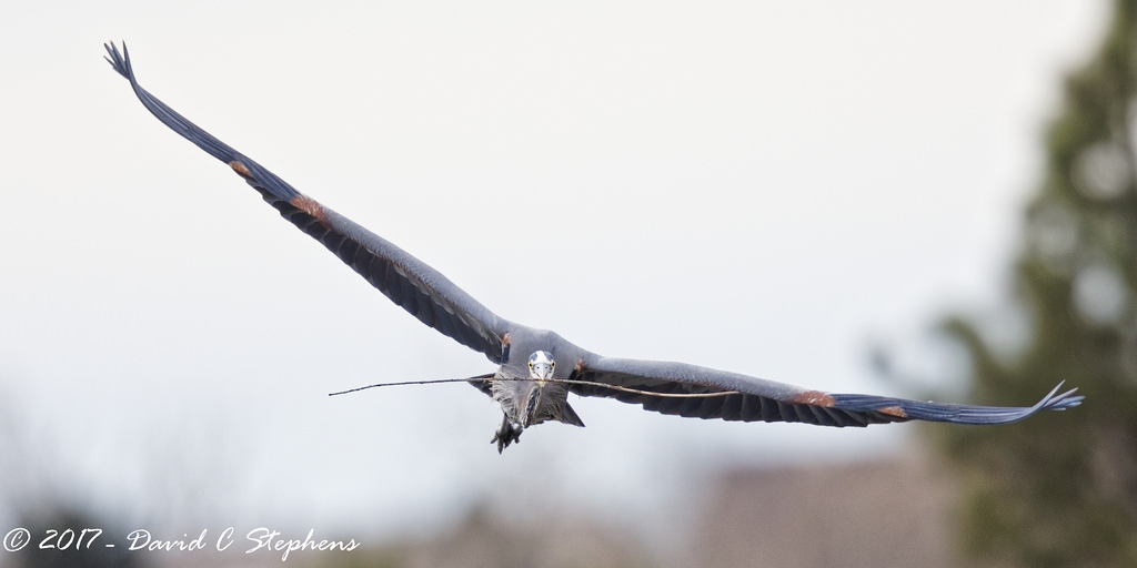 Příroda, městský, křídla, větev, letící, Colorado, zobák, Létat, svatyně, Let, pták, BIF, greatblueheron, volavka, GBH, urbannature, nás, křídlo, fauna, Spojené státy, pixelpeeper, kapesní, prohlížení pták, obratlovců, Belmar, Accipitriformes, všechna práva vyhrazena, páření, birdinflight, Lakewood, hnízdění, copyright2017davidcstephens, dxoopticspro1131, n7a6656dxo, belmarlake, belmarpark