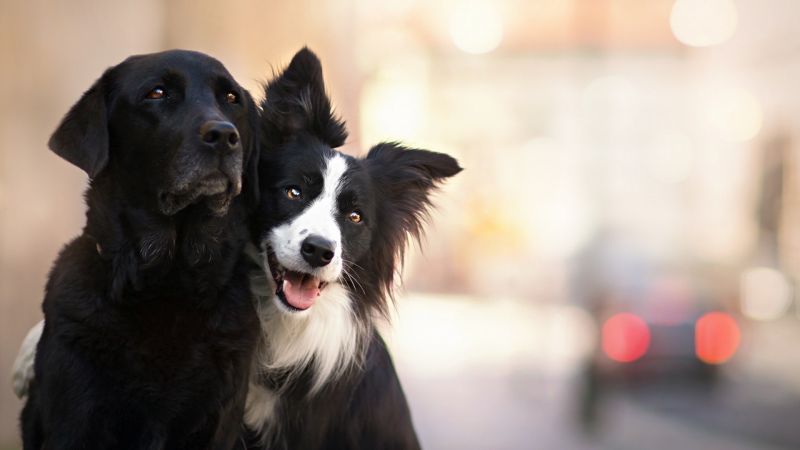 animals, dog, Border Collie, mammal, 1920x1080 px, vertebrate animals, dog, Border Collie, mammal, 1920x1080 px, vertebrate