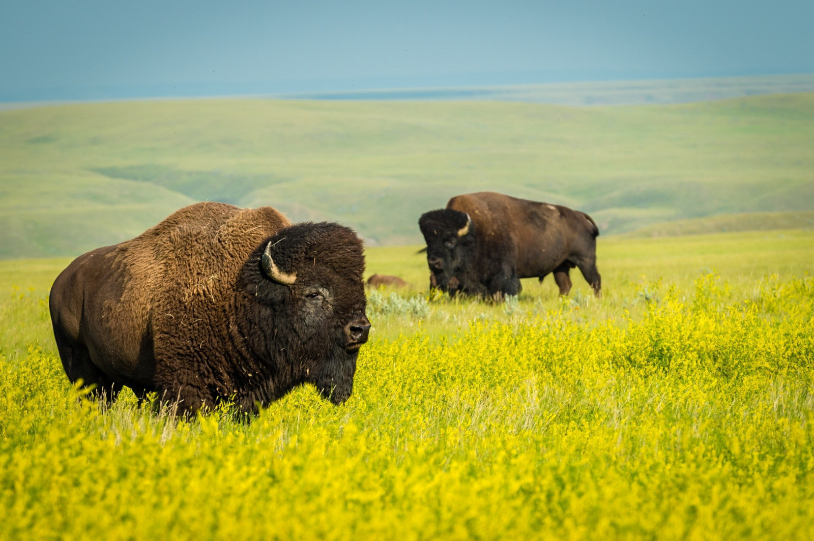 dyr, græs, Mark, dyreliv, bison, græsarealer, græs, Safari, flok, eng, almindeligt, fauna, pattedyr, prærie, naturligt miljø, savanne, kvæg som pattedyr, moskusokse, græsning