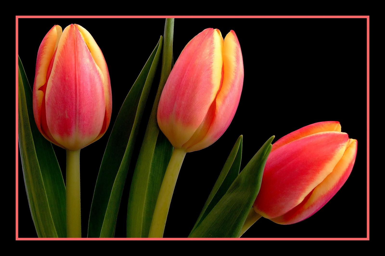 růžový, žlutý, tři, Lístky, tulipány, vanda, trio, dokonalost, auniverseofflowers