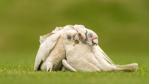 animals,nature,birds,parrot,corella,Australian