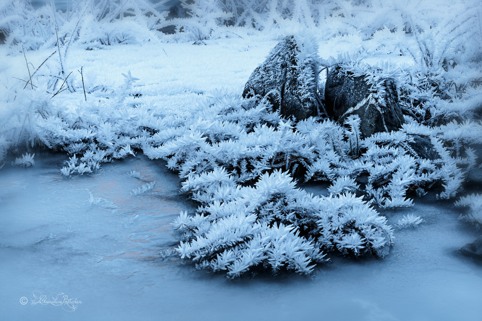 น้ำ, ธรรมชาติ, ท้องฟ้า, หิน, หิมะ, ฤดูหนาว, สาขา, น้ำแข็ง, น้ำค้างแข็ง, สวิตเซอร์แลนด์, ต้นสน, การแช่แข็ง, ต้นไม้, กลางแจ้ง, natur, schnee, schweiz, fluss, suisse, eis, หญ้า, Steine, gr ser, schanfigg, iceflowers, eisblumen, Graubunden, Molinis