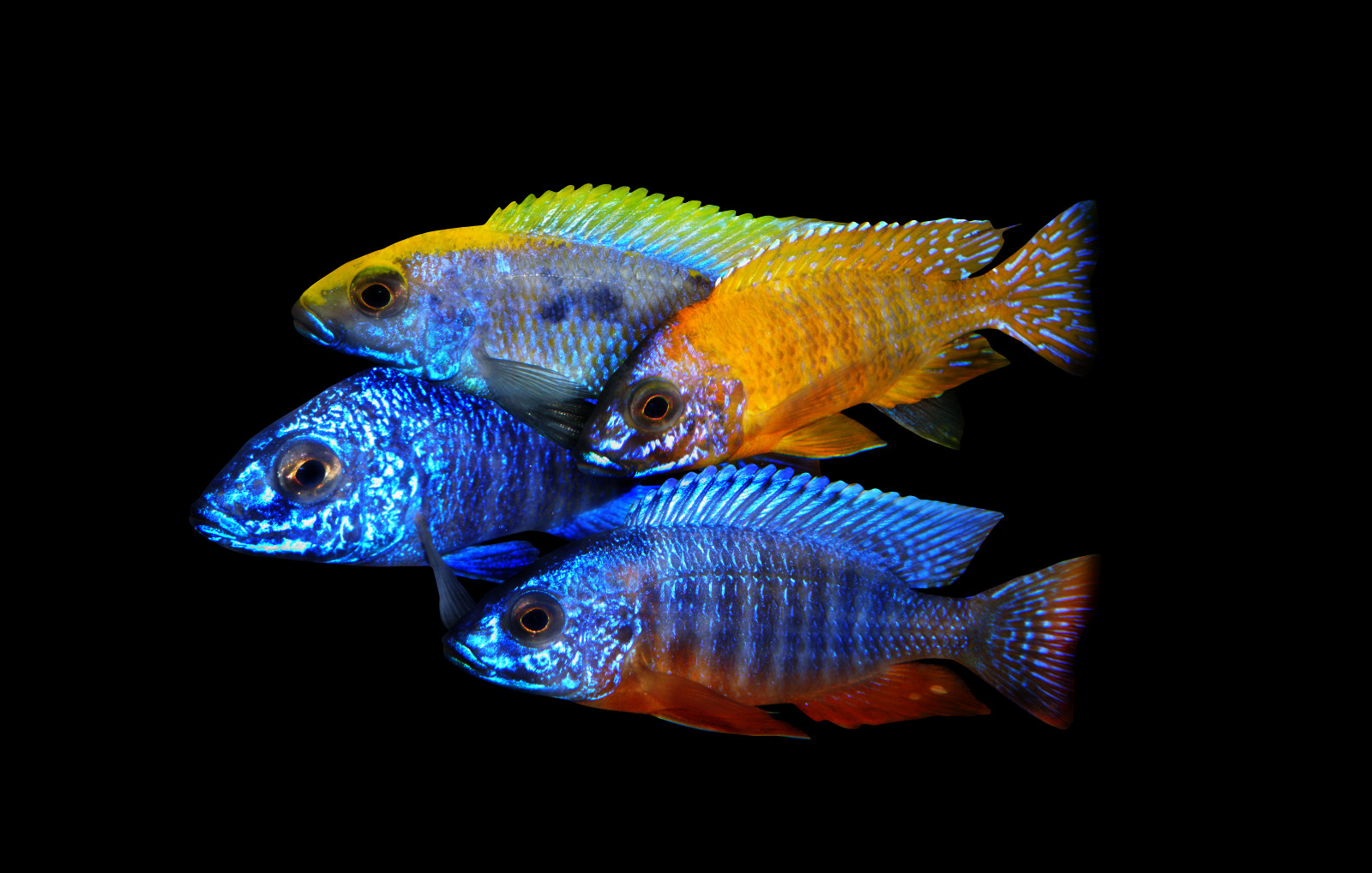 Afrika, Ryba, akvárium, páv, Malawi, aja, sladkovodní, cichlid, cichlidae, Aulonocara, Perciformes, Rybářský plakát, Pseudocrenilabrinae, Haplochromini, andrejjakub k