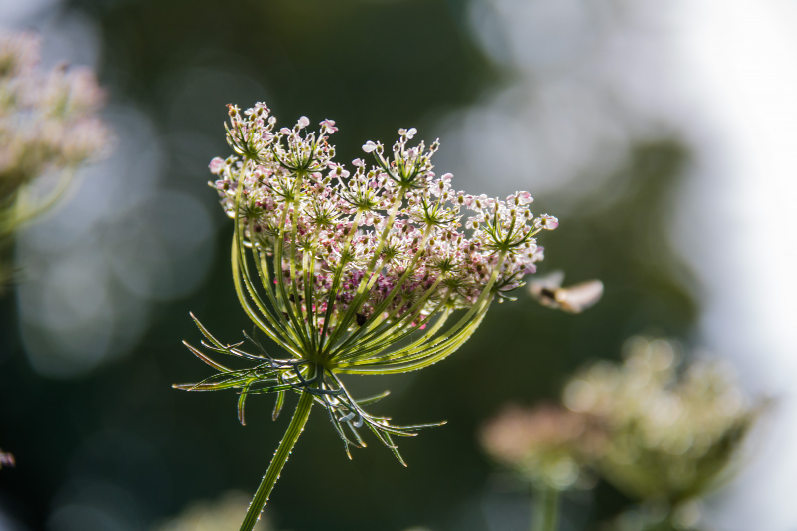 giardino, natura, fotografia, ramo, verde, fiorire, primavera, albero, foglia, fiore, pianta, flora, germoglio, blomma, Lund, botaniskatr dg rden, modello canoneos760d exif, geocountry, Marca fotocamera Canon, Geocity, modello di fotocamera canoneos760d, geostate, geolocalizzazione, Lente exif efs18200mmf3556is, exif focalLength 200 millimetri, exif fare canon, exif ISOSPEED 100, apertura exif 63, giardino botanico, Botan, t dg rd, Fiore di campo, botanica, impianto di terra, pianta fiorita, avvicinamento, arbusto, fotografia macro