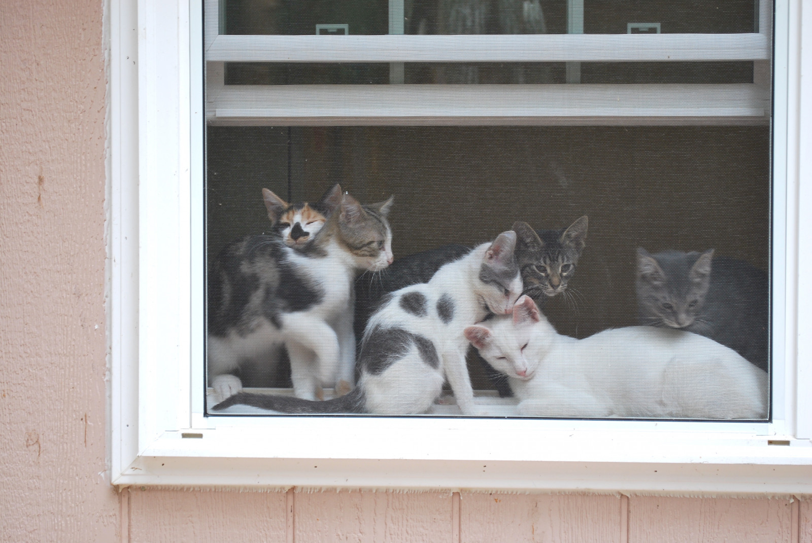 okno, povídat si, koťata, prozkoumat, gato, macska, gatto, kot, Kocka, kedi, chatte, katt, Kissa, Kottur, Macka, kucing, Gattini, kate, ma ek, ka je, cc100, gorbe, thecatwhoturnedonandoff, Goathouserefuge, V kavárně, Pi sic