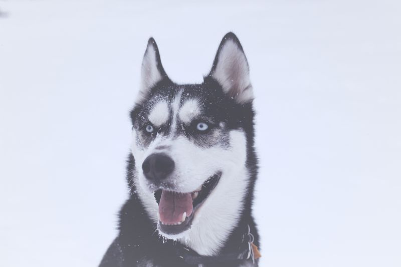 fornido,perro,bozal,Ojos azules