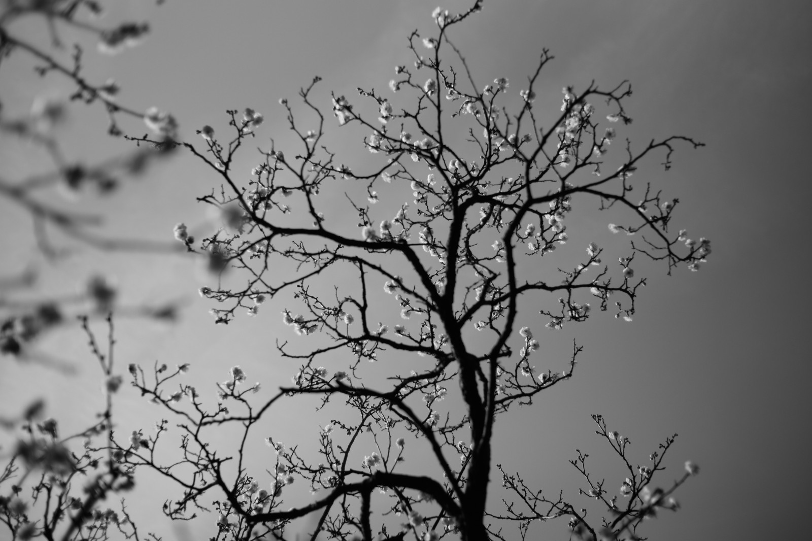 černobílý, Příroda, sníh, zima, větev, mráz, Leica, Tokio, zmrazení, M, strom, list, květ, rostlina, tělesné, ikegamibaien, Ikegami, Summicron, summicron1235mm, type240, větvička, Černý a bílý, monochromatické fotografování, dřevina